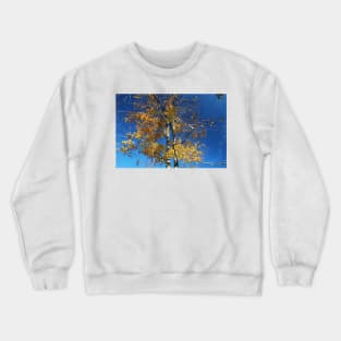 Beech Crewneck Sweatshirt